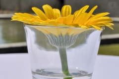 Küüditatute-vastuvõtt-Roosiaias-33